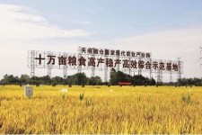 清远关于成都商务伴游外围雇用的信息